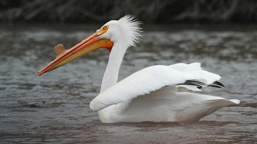 Can You Match These Animals With Their Natural Food Source? Sar Pelican Covershot 1020
