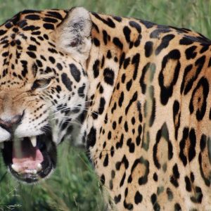 This Animal Quiz Might Not Be Hardest One You've Ever Taken, But It Certainly Isn't Easy Jaguar