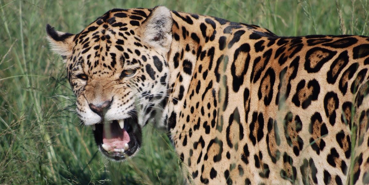 Can You Match These Animals With Their Natural Food Source? Jaguar Roaring While Standing On Grassy Field At Royalty Free Image 1574198962