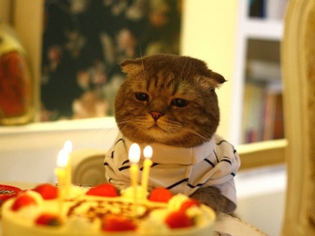 Your Choices on This Quiz Will Reveal How 😢 Sensitive You Are Birthday Cat