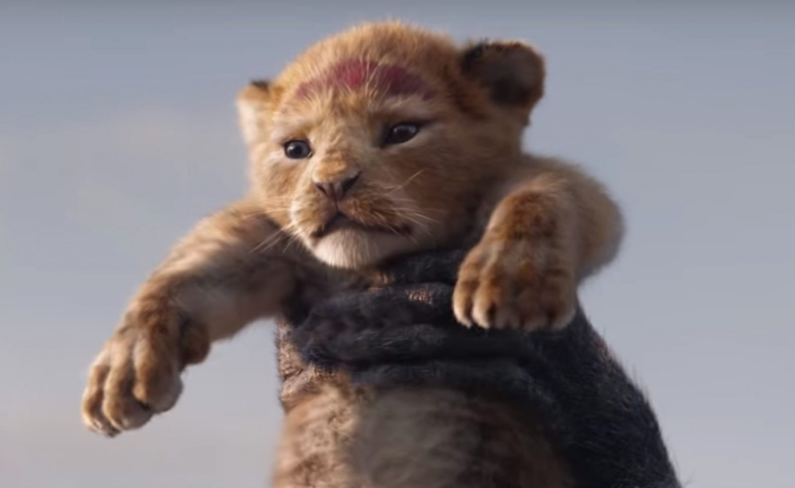 Are You A Cat Person? The Lion King