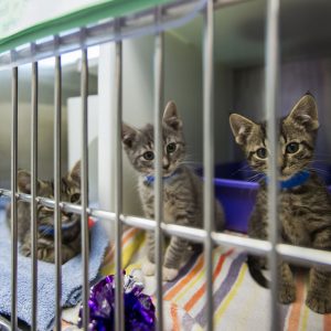 Are You A Cat Person? Quiz Adopted from shelter
