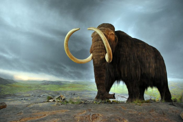 🦕 Even Paleontologists Can’t Pass This Extinct Animals Quiz — Can You? Wooly Mammoth Flyingpuffin Wikicommons E1503422024109