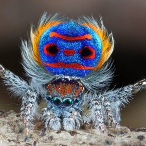 This Animal Quiz Might Not Be Hardest One You've Ever Taken, But It Certainly Isn't Easy Spiders