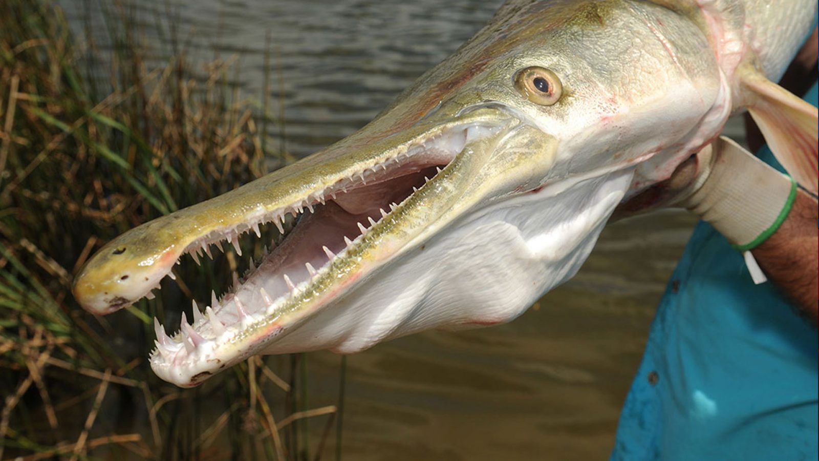 Only an Animal Expert Will Know the Names of These Bizarre Species Alligator gar