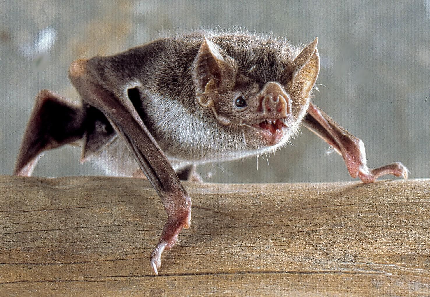 Only an Animal Expert Will Know the Names of These Bizarre Species Vampire Bat