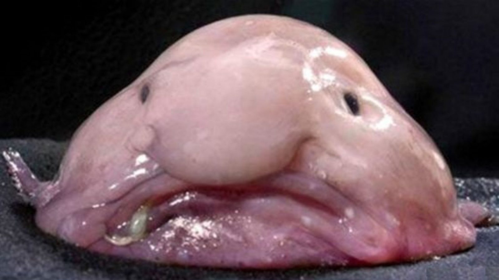 Only an Animal Expert Will Know the Names of These Bizarre Species Blobfish 0