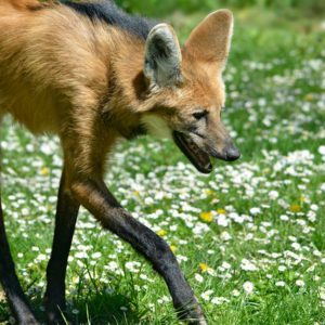 Pick Animals & Find Out Your True Season Quiz Maned wolf