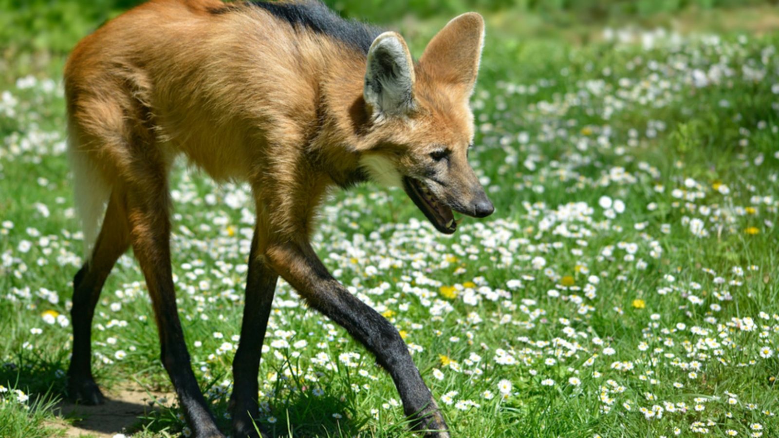 Only an Animal Expert Will Know the Names of These Bizarre Species Maned Wolf