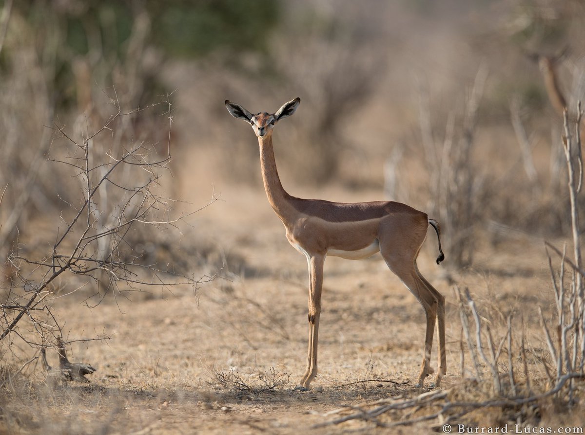 Only an Animal Expert Will Know the Names of These Bizarre Species Gerenuk