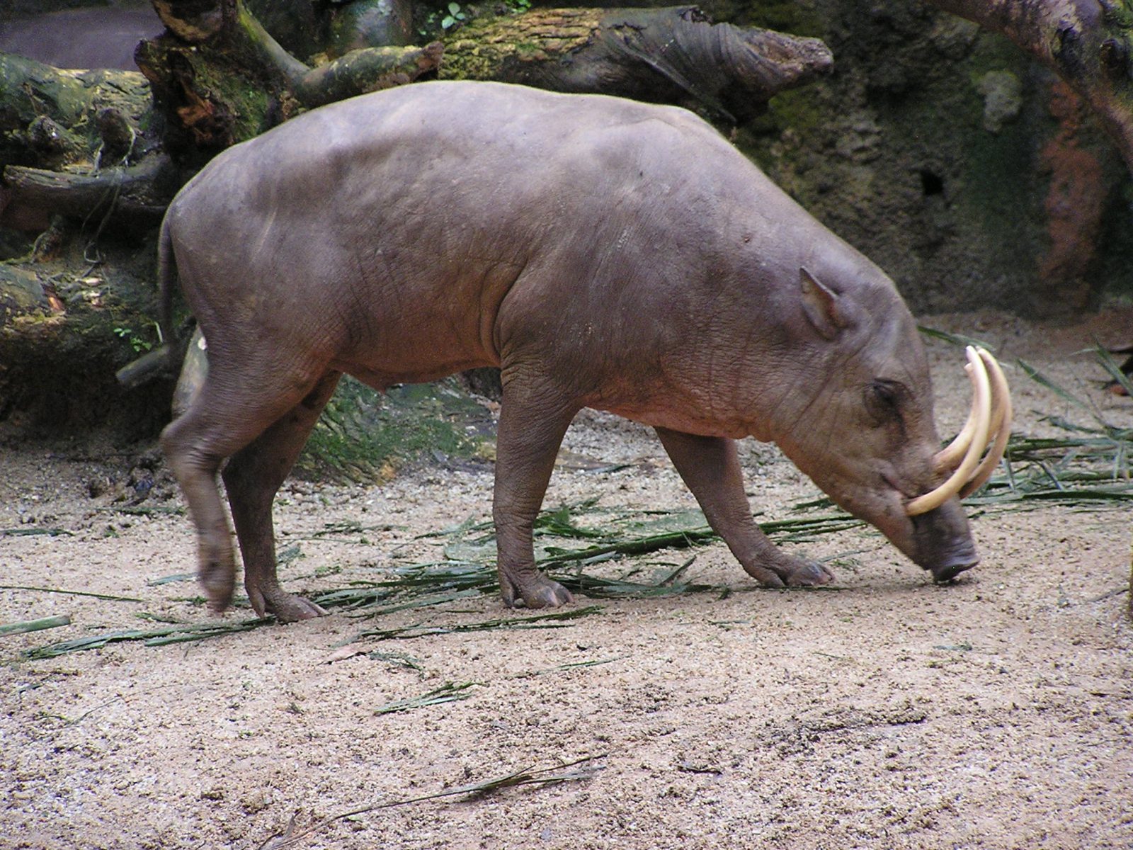 Only an Animal Expert Will Know the Names of These Bizarre Species Babirusa