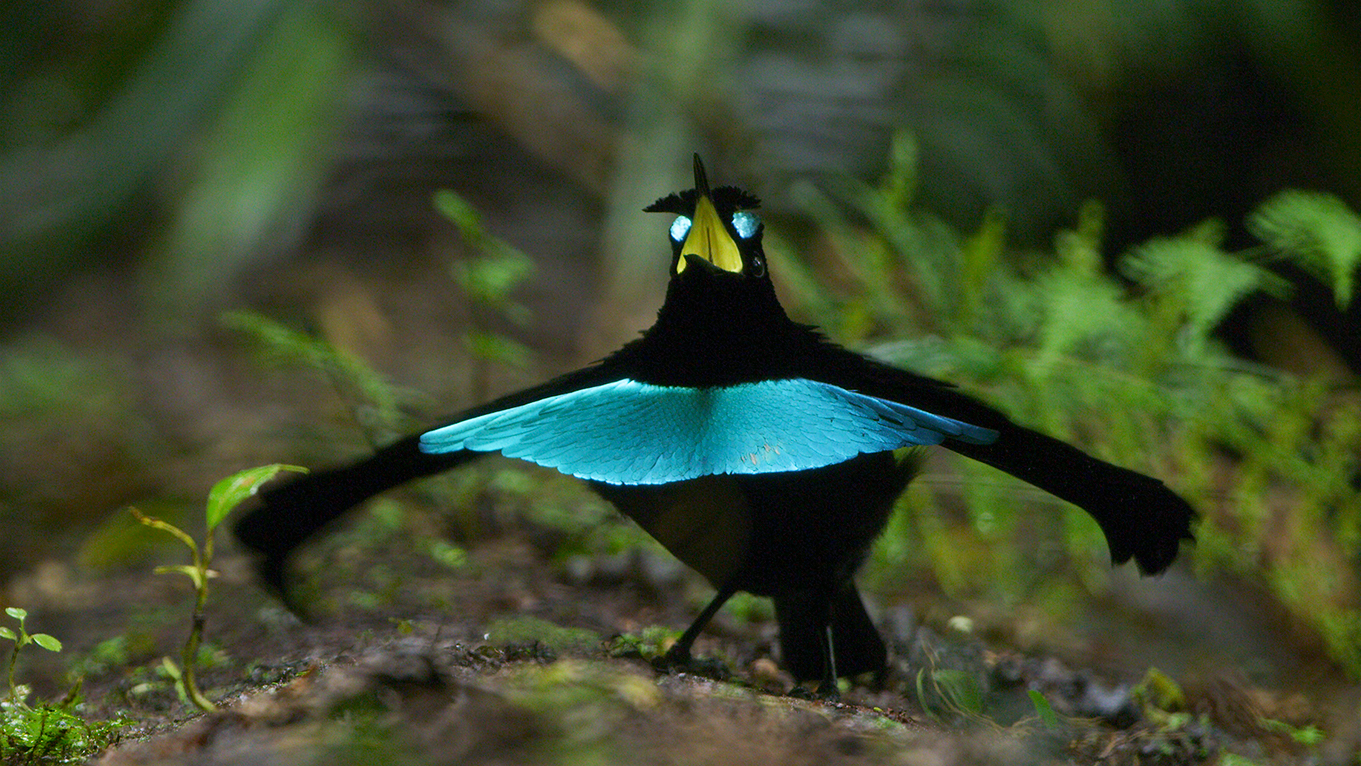 Only an Animal Expert Will Know the Names of These Bizarre Species The superb bird of paradise