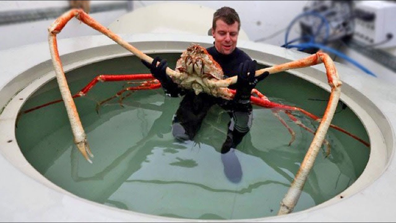 Only an Animal Expert Will Know the Names of These Bizarre Species Japanese Spider Crabs