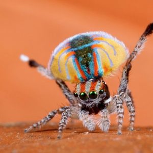 Passing This Animal Kingdom Quiz Is the Only Proof You Need to Show You’re the Smart Friend Spider