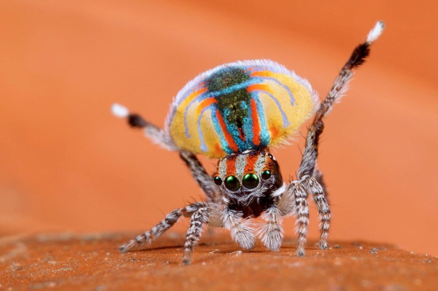 Challenge Yourself in This General Knowledge Quiz — Do You Have What It Takes to Score 75%? Cute Peacock Spider