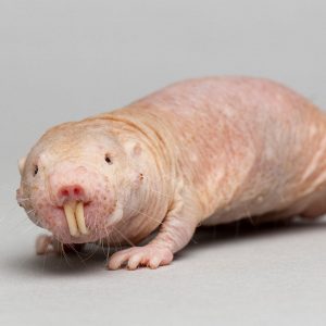 Only an Animal Expert Will Know the Names of These Bizarre Species Chupacabra