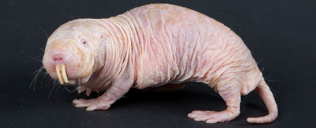 Only an Animal Expert Will Know the Names of These Bizarre Species Naked mole rat
