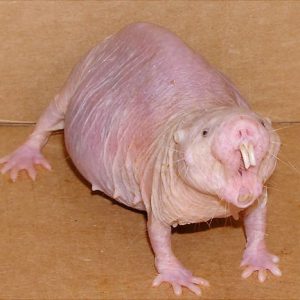 Only an Animal Expert Will Know the Names of These Bizarre Species Chinchilla