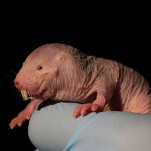 Only an Animal Expert Will Know the Names of These Bizarre Species Naked mole-rat
