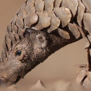 Only an Animal Expert Will Know the Names of These Bizarre Species Atelerix