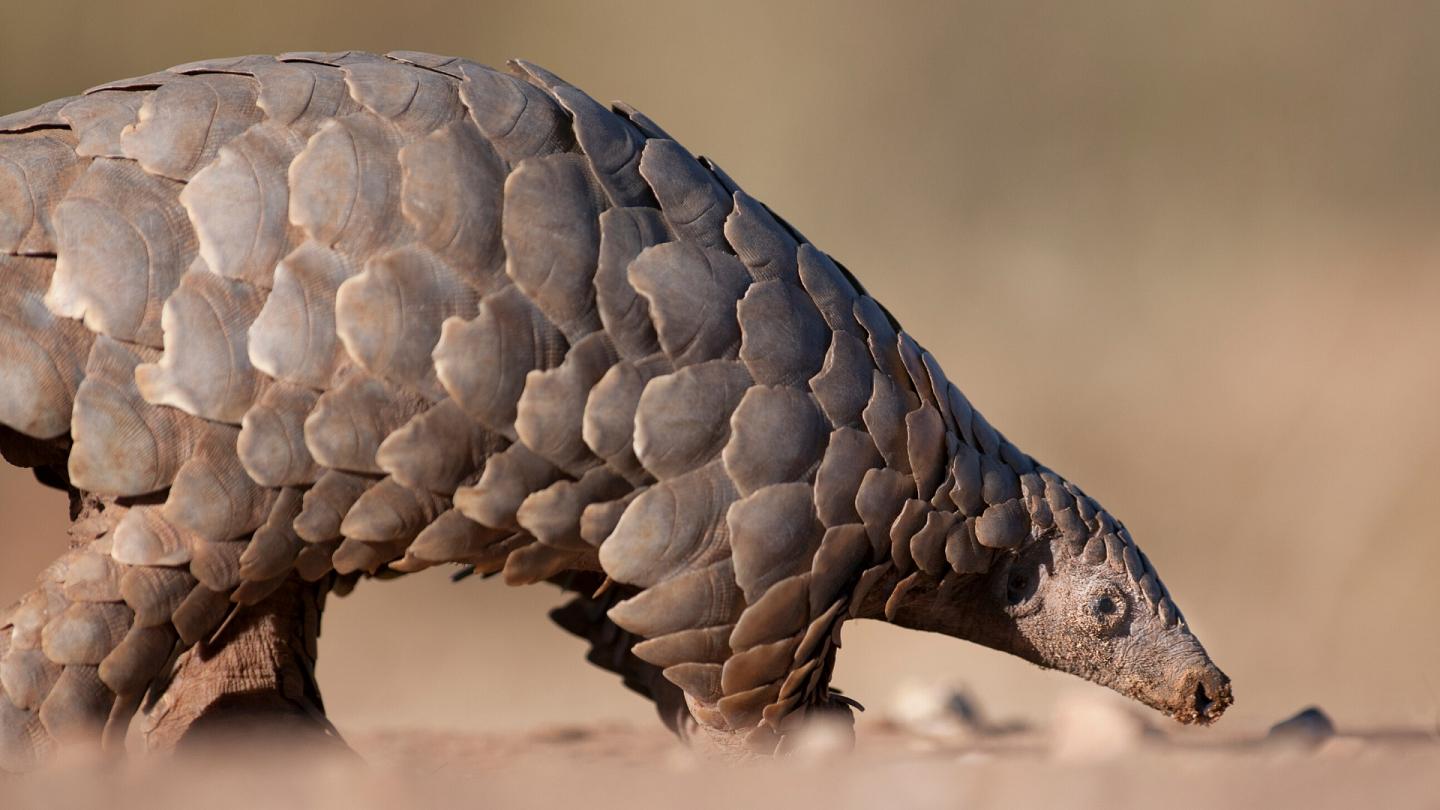 Only an Animal Expert Will Know the Names of These Bizarre Species Pangolin
