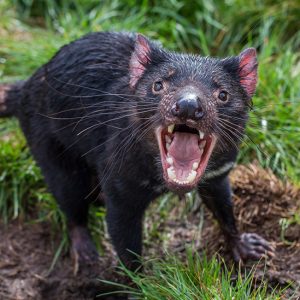 Only an Animal Expert Will Know the Names of These Bizarre Species Wallaby