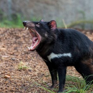 Alphabet Animals Pet Quiz Tasmanian devil