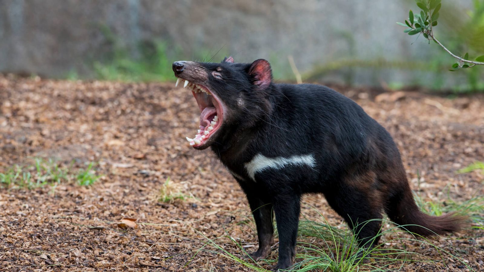 Journey Around the 🌎 Globe from Wherever You Are With This 32-Question Trivia Quiz Tasmanian Devil