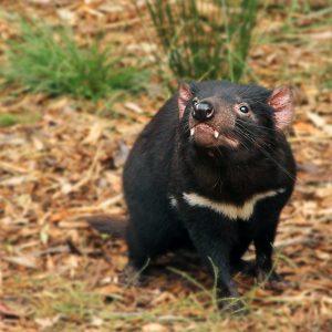 Only an Animal Expert Will Know the Names of These Bizarre Species Tasmanian devil