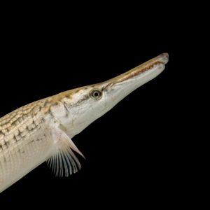Only an Animal Expert Will Know the Names of These Bizarre Species Alligator pike