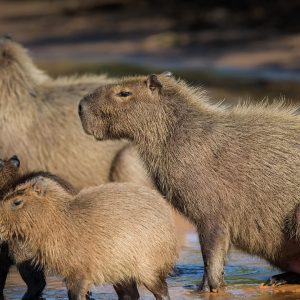 Only an Animal Expert Will Know the Names of These Bizarre Species Bosavi woolly rat