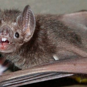 Only an Animal Expert Will Know the Names of These Bizarre Species Megabat