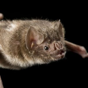 Only an Animal Expert Will Know the Names of These Bizarre Species Dracula bat