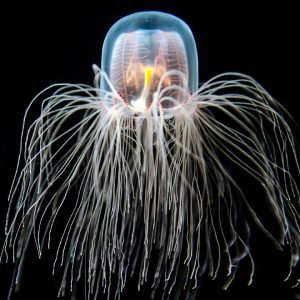 Only an Animal Expert Will Know the Names of These Bizarre Species Atolla jellyfish