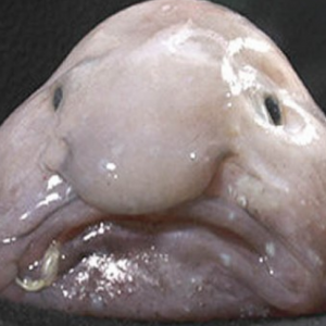 Can We Accurately Guess Your Zodiac Element Just by the Team of Animals You Build? Blobfish