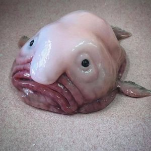 Only an Animal Expert Will Know the Names of These Bizarre Species Blobfish