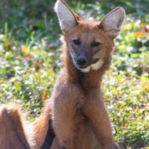 Only an Animal Expert Will Know the Names of These Bizarre Species Hoary fox