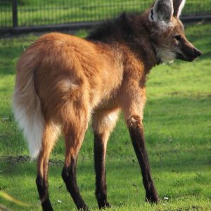 Only an Animal Expert Will Know the Names of These Bizarre Species Dhole
