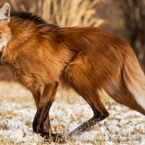 Only an Animal Expert Will Know the Names of These Bizarre Species Darwin\'s fox