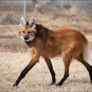 Only an Animal Expert Will Know the Names of These Bizarre Species Maned wolf