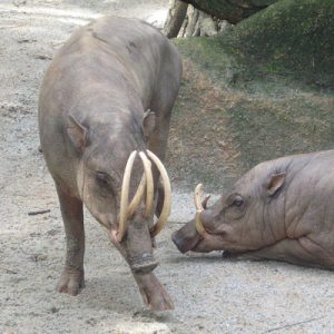 Only an Animal Expert Will Know the Names of These Bizarre Species Tapir