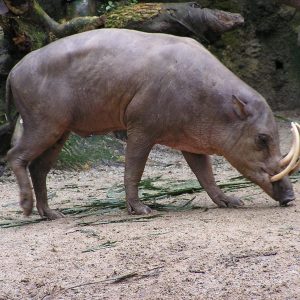 Only an Animal Expert Will Know the Names of These Bizarre Species Duroc
