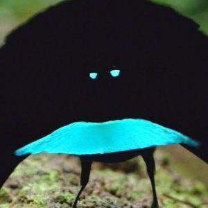 Only an Animal Expert Will Know the Names of These Bizarre Species Wonderful bird-of-the-forest