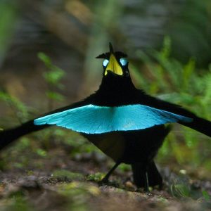 Can We Accurately Guess Your Zodiac Element Just by the Team of Animals You Build? Superb Bird of Paradise