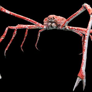 Only an Animal Expert Will Know the Names of These Bizarre Species Crabominable