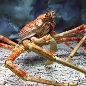It’s OK If You Don’t Know Much About Science — Take This Quiz to Learn Something New Crab