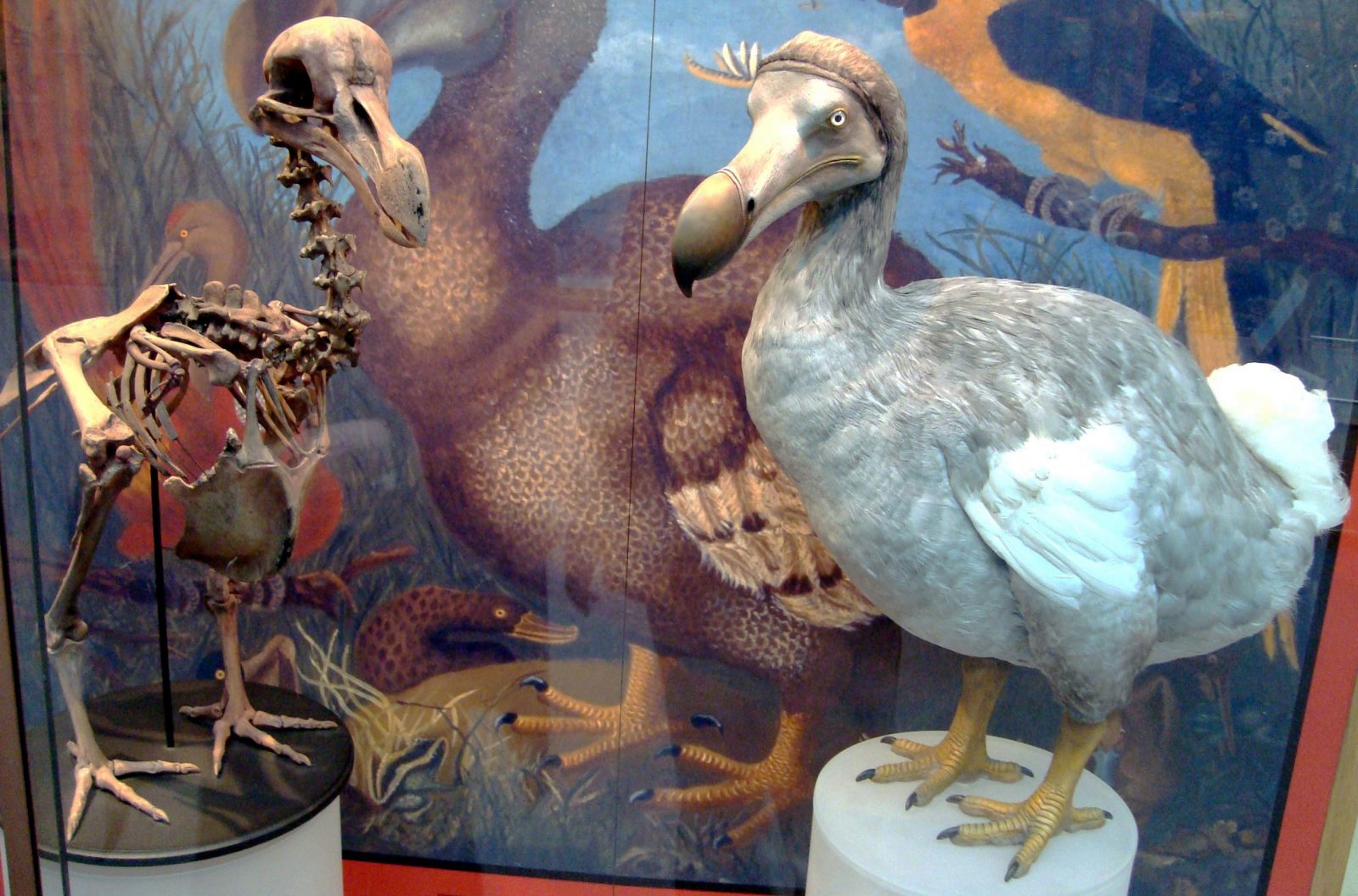 🦕 Even Paleontologists Can’t Pass This Extinct Animals Quiz — Can You? Oxford Dodo Display
