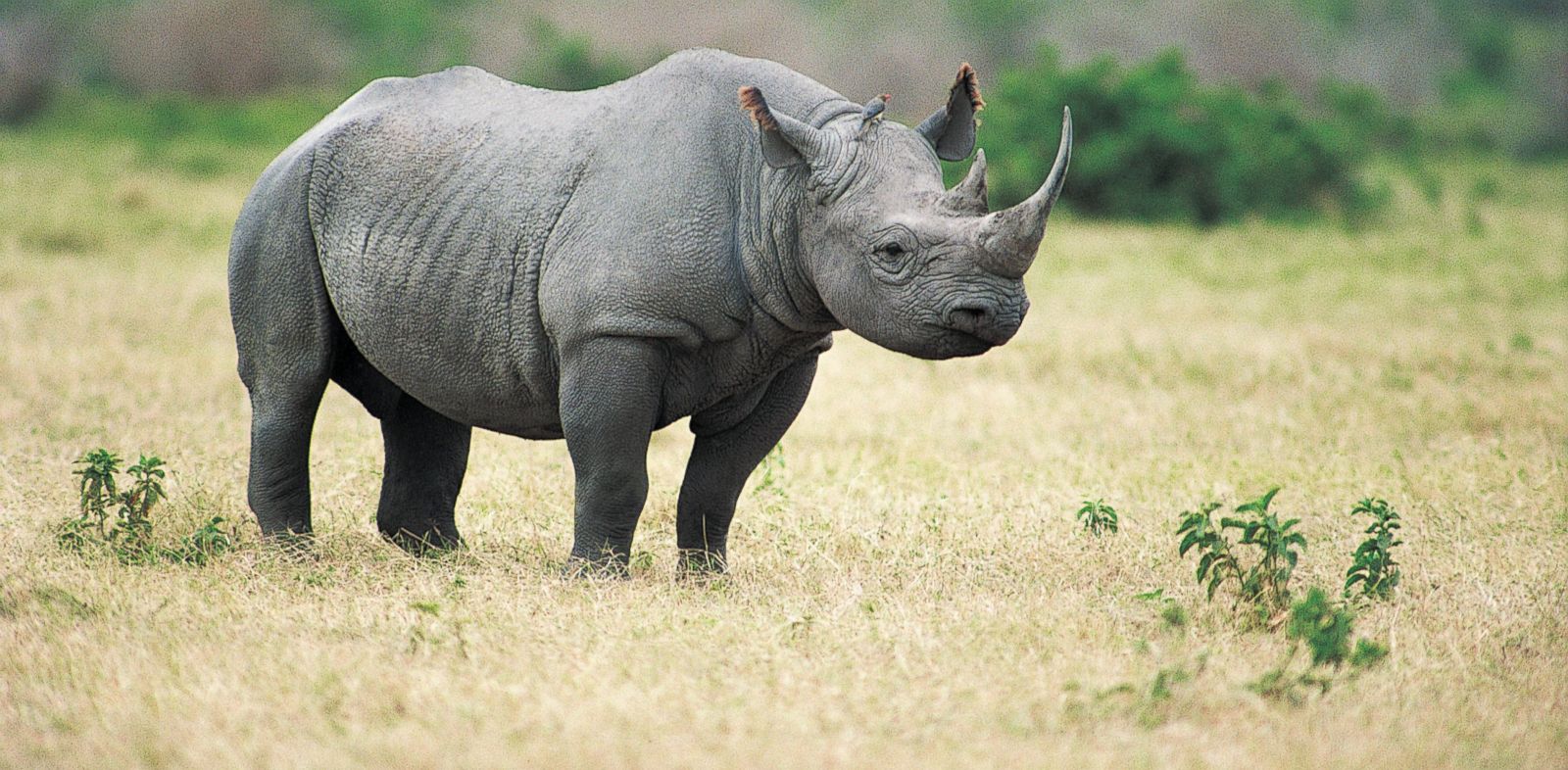 🦕 Even Paleontologists Can’t Pass This Extinct Animals Quiz — Can You? West African Black Rhinoceros