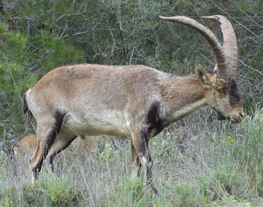 🦕 Even Paleontologists Can’t Pass This Extinct Animals Quiz — Can You? Pyrenean Ibex