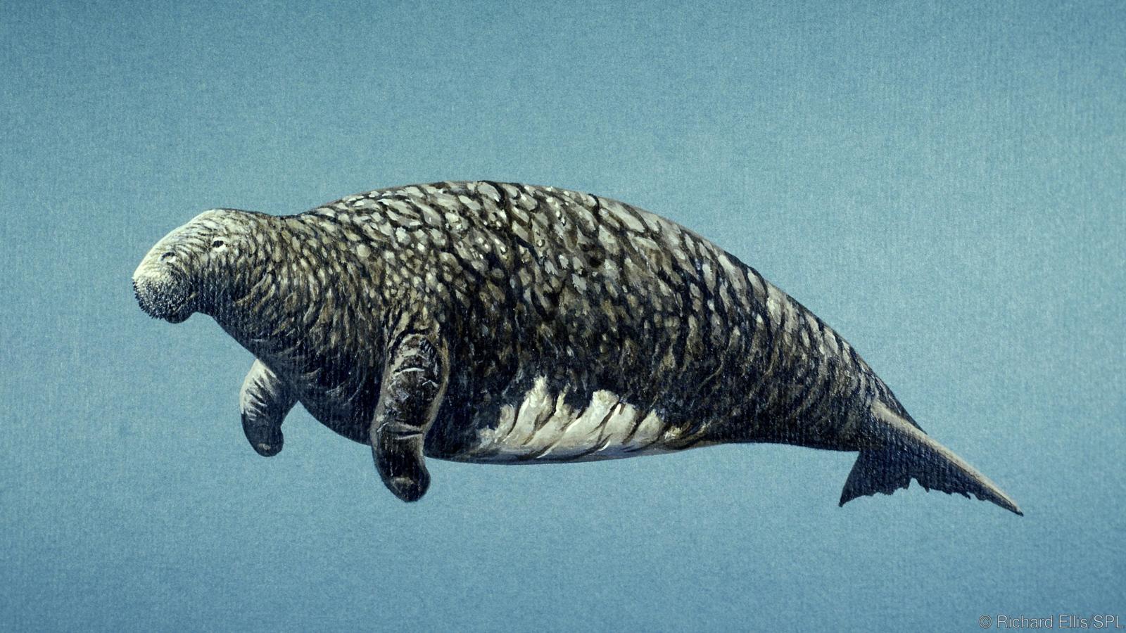 🦕 Even Paleontologists Can’t Pass This Extinct Animals Quiz — Can You? Steller's Sea Cow